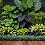 Large tropical green and dark purple leaves growing in a garden bed next to a wooden deck.